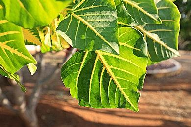 《巫师3》次世代更新或不会修复60帧物理问题